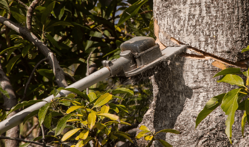 TREE REMOVAL