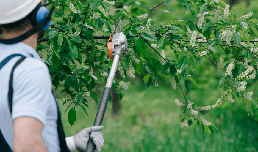 OVERGROWTH REMOVAL